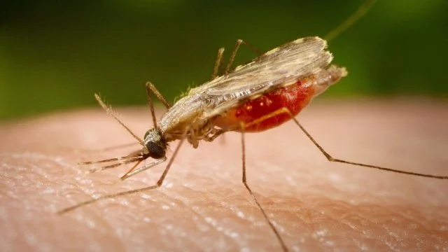 У Львові виявили хворого на малярію