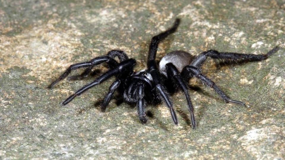 На заході України  виявили австралійського павука: чи небезпечний він