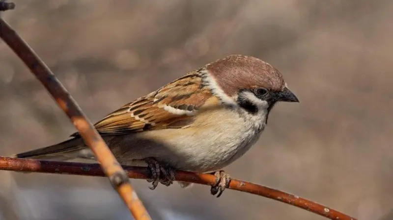  В Україні зникають горобці