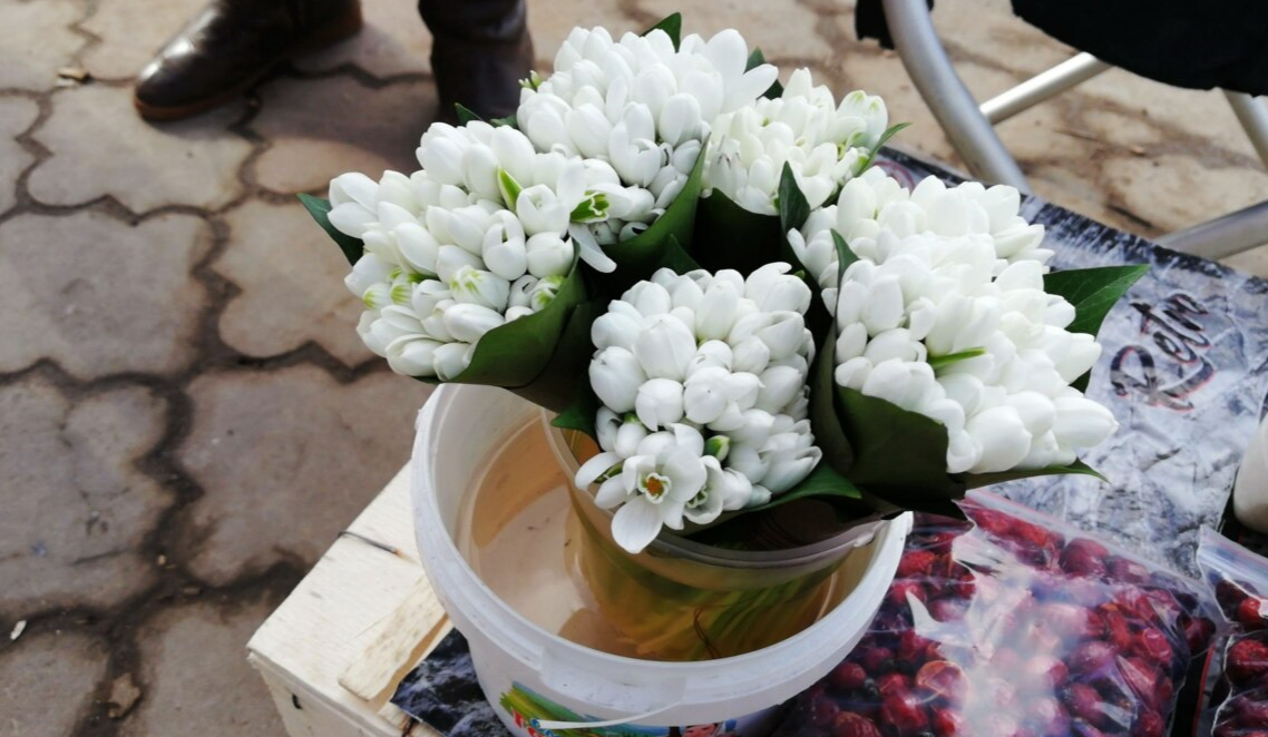 Купиш підсніжник – заплатиш штраф і компенсацію: волинян попереджають про наслідки