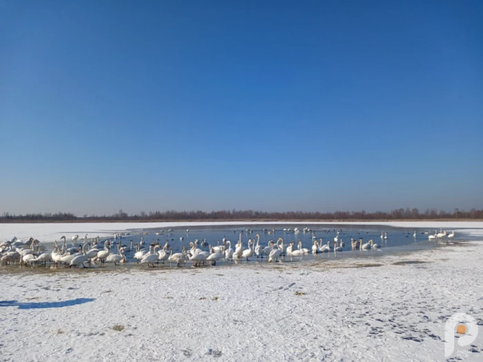 На Волині понад сотня лебедів обрала озеро Біле для зимівлі (Фото)