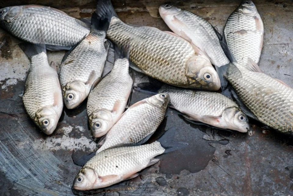 У місті на Волині оштрафували жінок, які продавали рибу невідомого походження