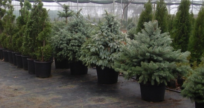 Де саме у Луцьку шукати новорічну ялинку цього року