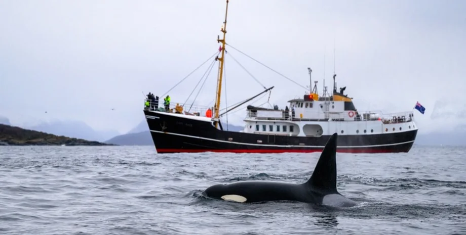 66 днів в океані: подружжя вижило після нападу китів. Історія на вечір
