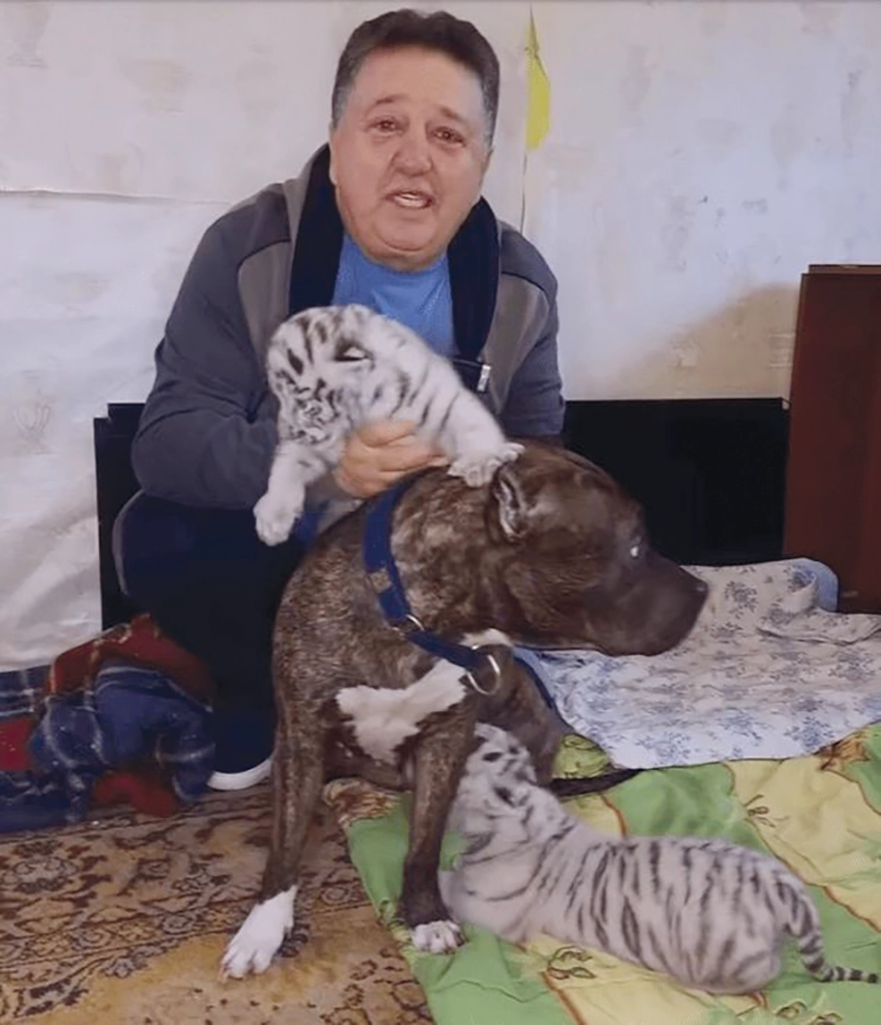 В екопарку Харкова собака взяла  під опіку тигренят