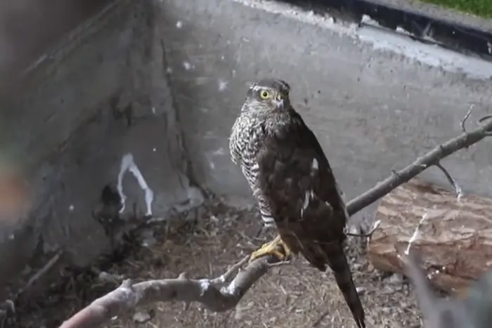 На Дніпропетровщині дикий яструб кинувся на ворожий дрон та врятував людей