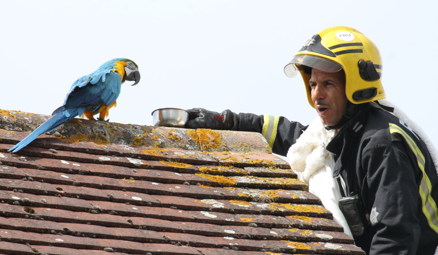 У Лондоні папуга, який застряг на даху, облаяв рятувальників і відлетів