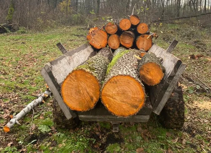 На Волині «чорні лісоруби» незаконно зрізали понад 100 дерев вільхи