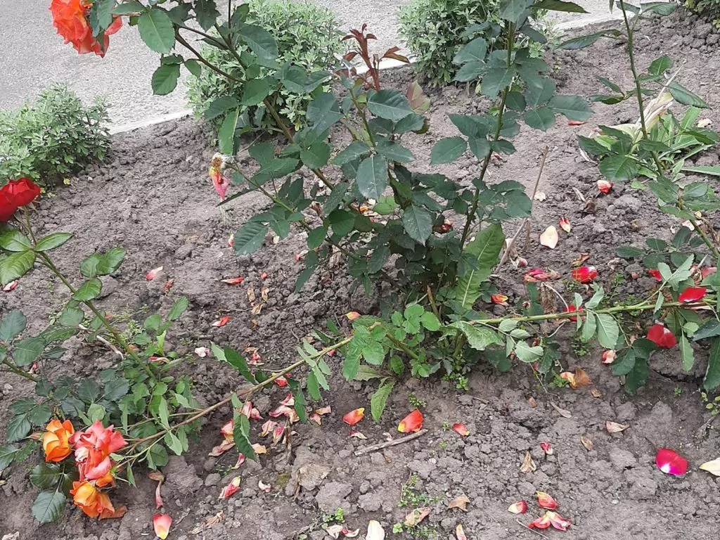 На Волині понищили троянди, які висадженні матерями в пам’ять про загиблих синів-Героїв
