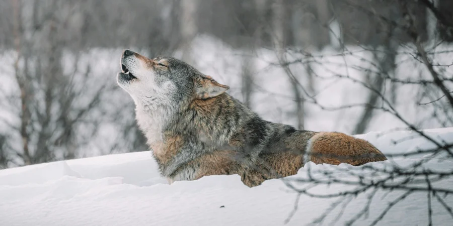 Чорнобильські вовки виробили стійкість до раку
