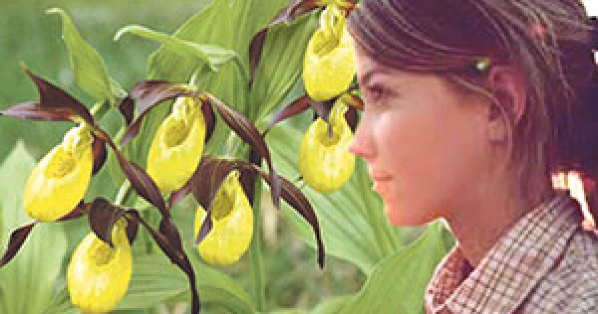 Знайдіть комфортний настрій разом із запашними квітами від Зозулі