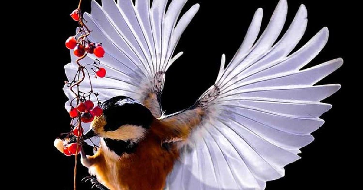 Скачай это бесплатное Фото на тему Птица фрейара и открой