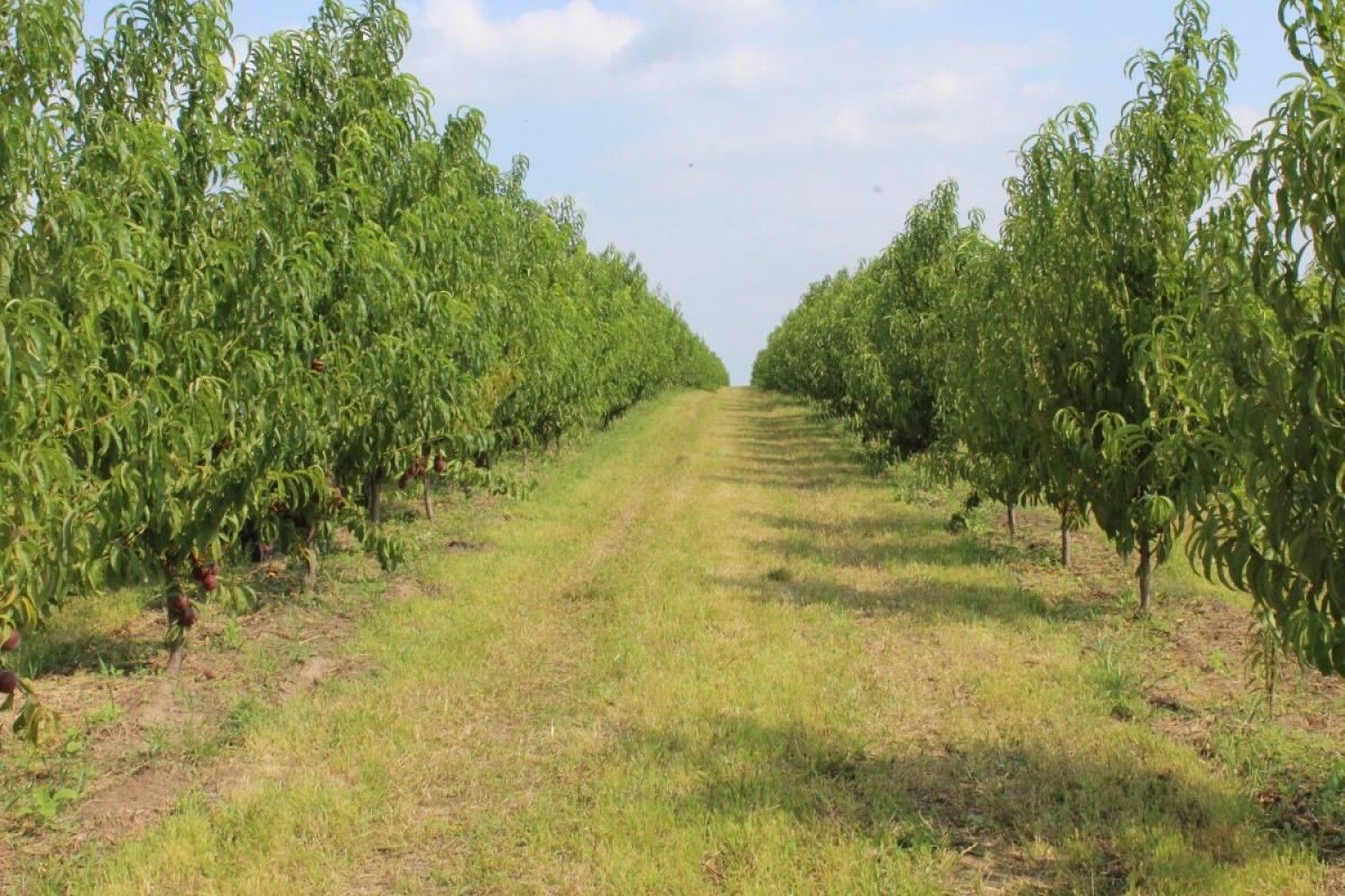 Сад дав. Подвой для персика. Азиньяга фото. Какой урожай дает персик с гектара.