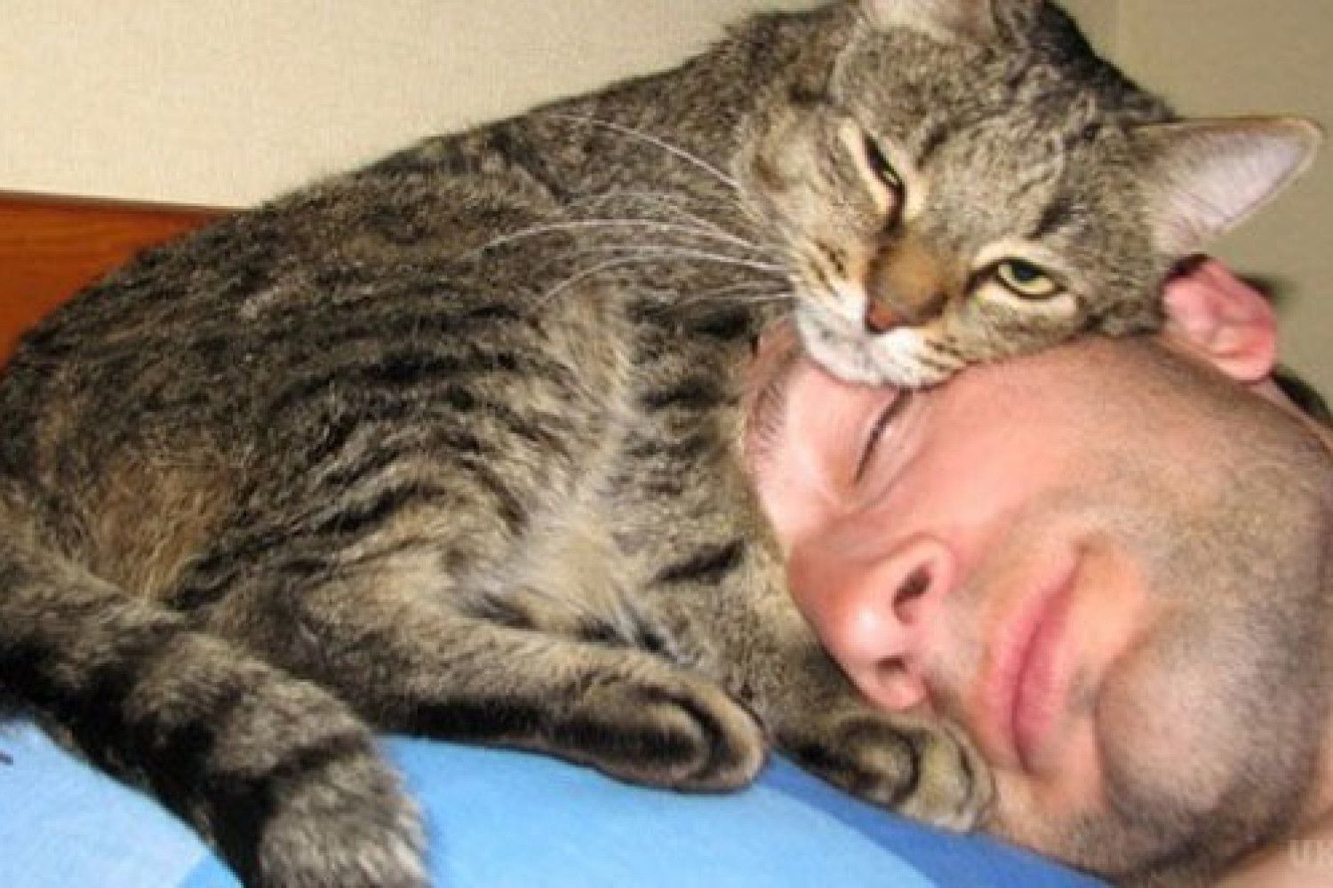 Почему кошки лежат на человеке