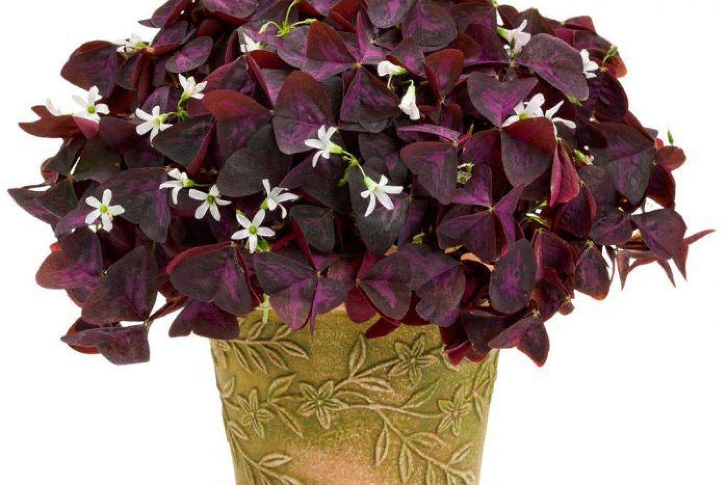 Комнатный цветок с бордовыми листьями фото