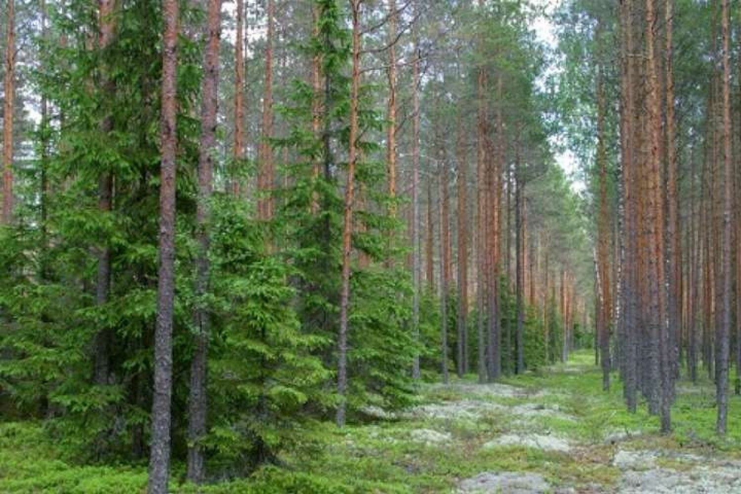 Дикие леса Украины