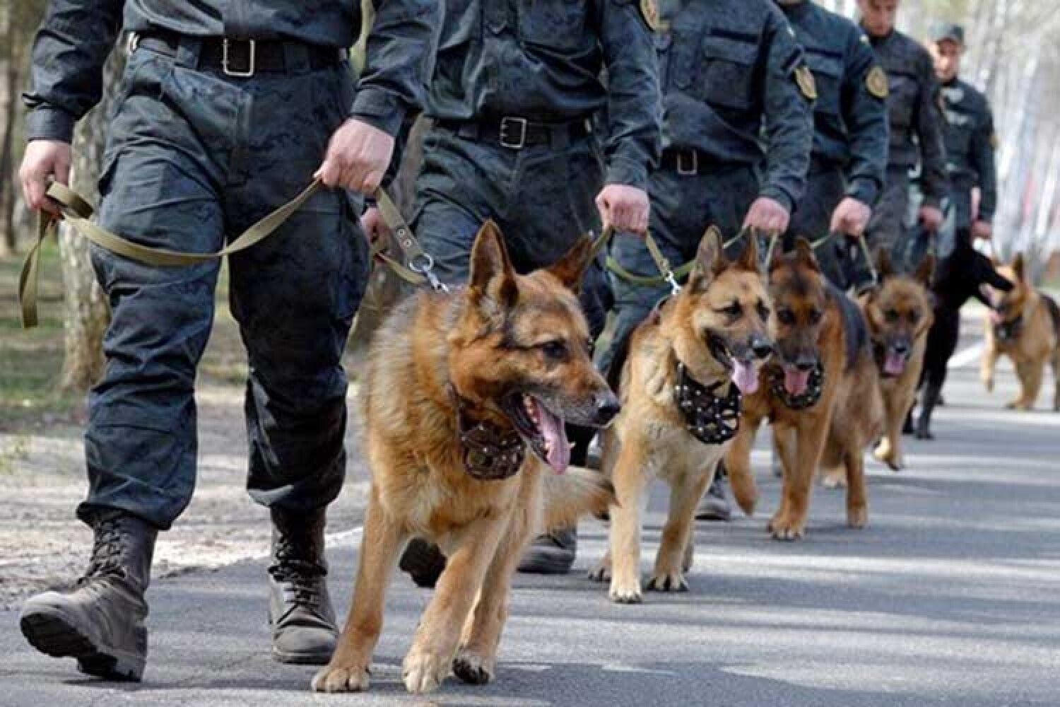 Охрана кинологами. Немецкая овчарка служебная собака. Полицейский с собакой. Собаки охранники. Немецкие овчарки в полиции.