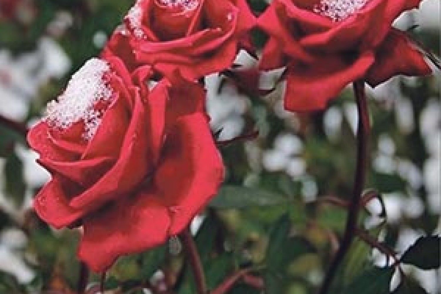 На красную розу снег идёт гифки