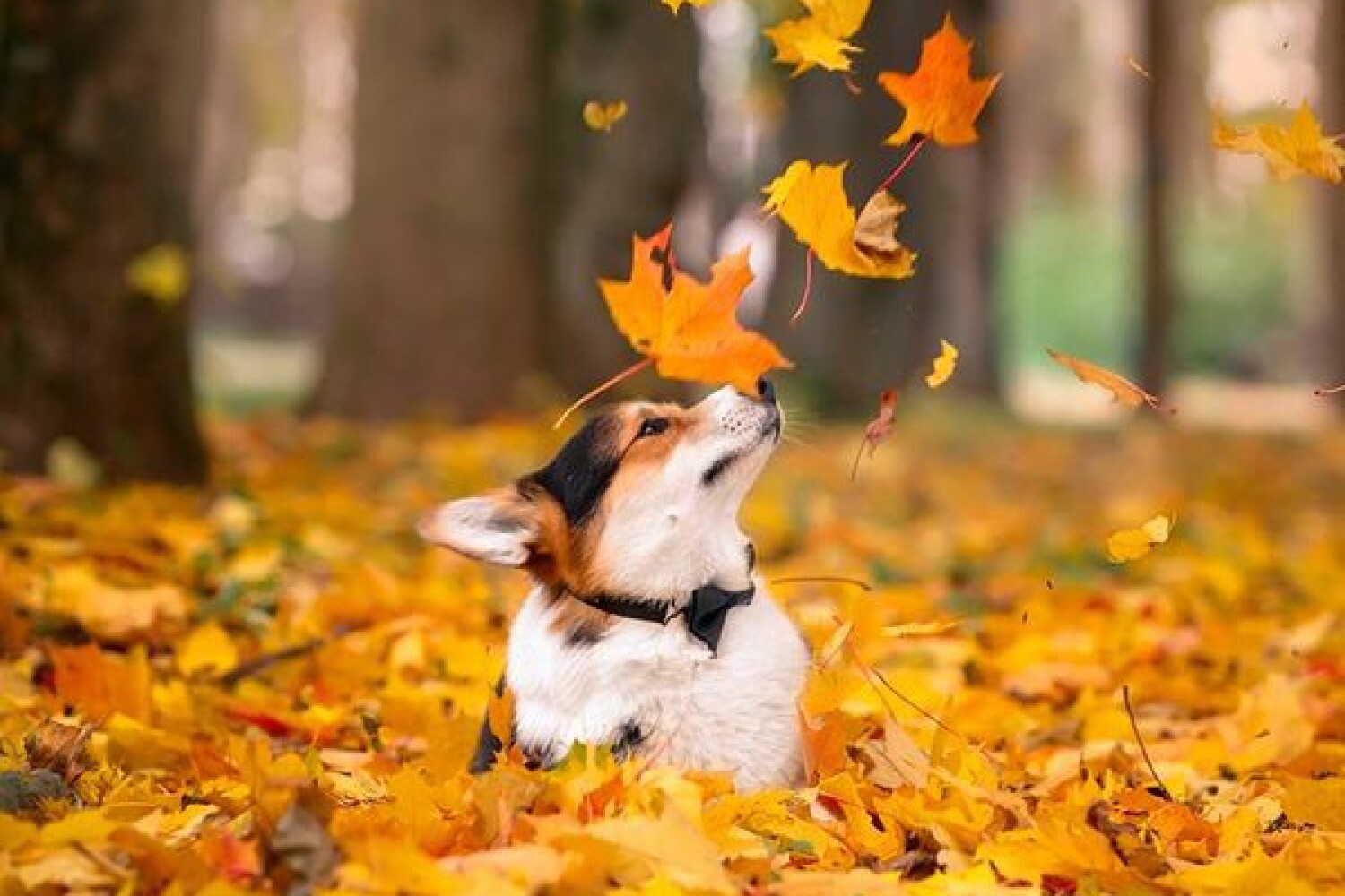 Доброе осеннее утро с собачкой. Классные собаки из осенних листиков. Картинки с добрым осенним утром с животными. С добрым осенним утром с котом. Открытки с добрым утром осенние прикольные.