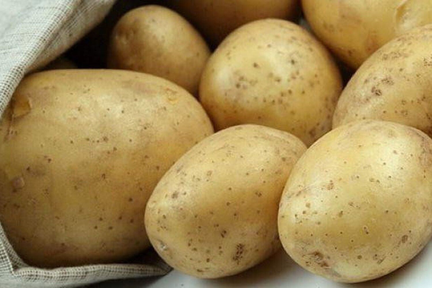 Сорт картофеля Лилея