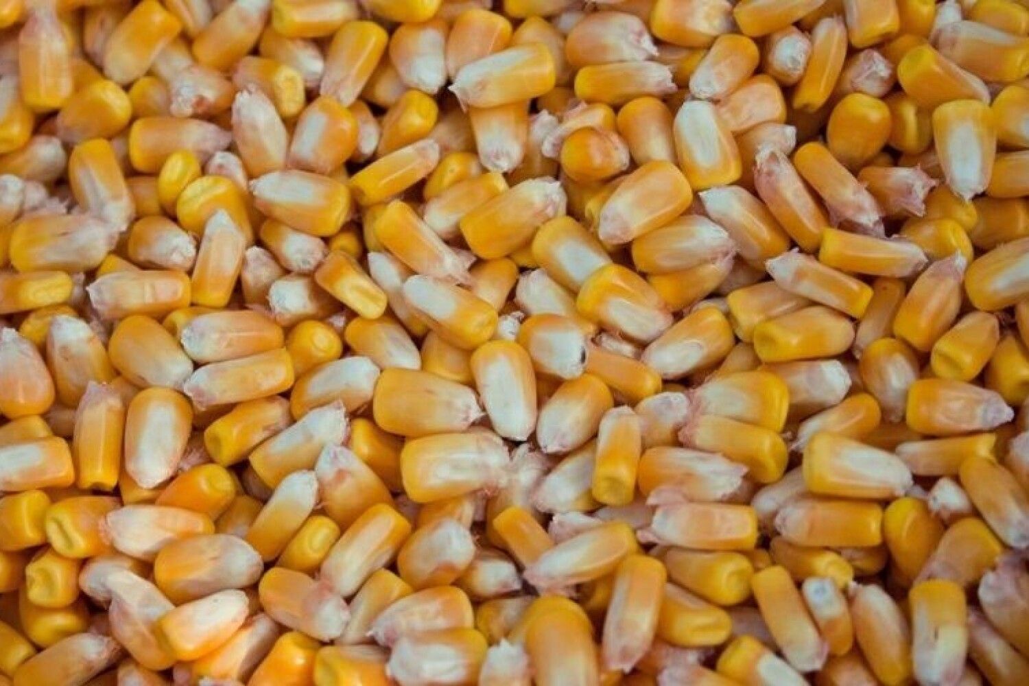 Кукуруза (зерно)