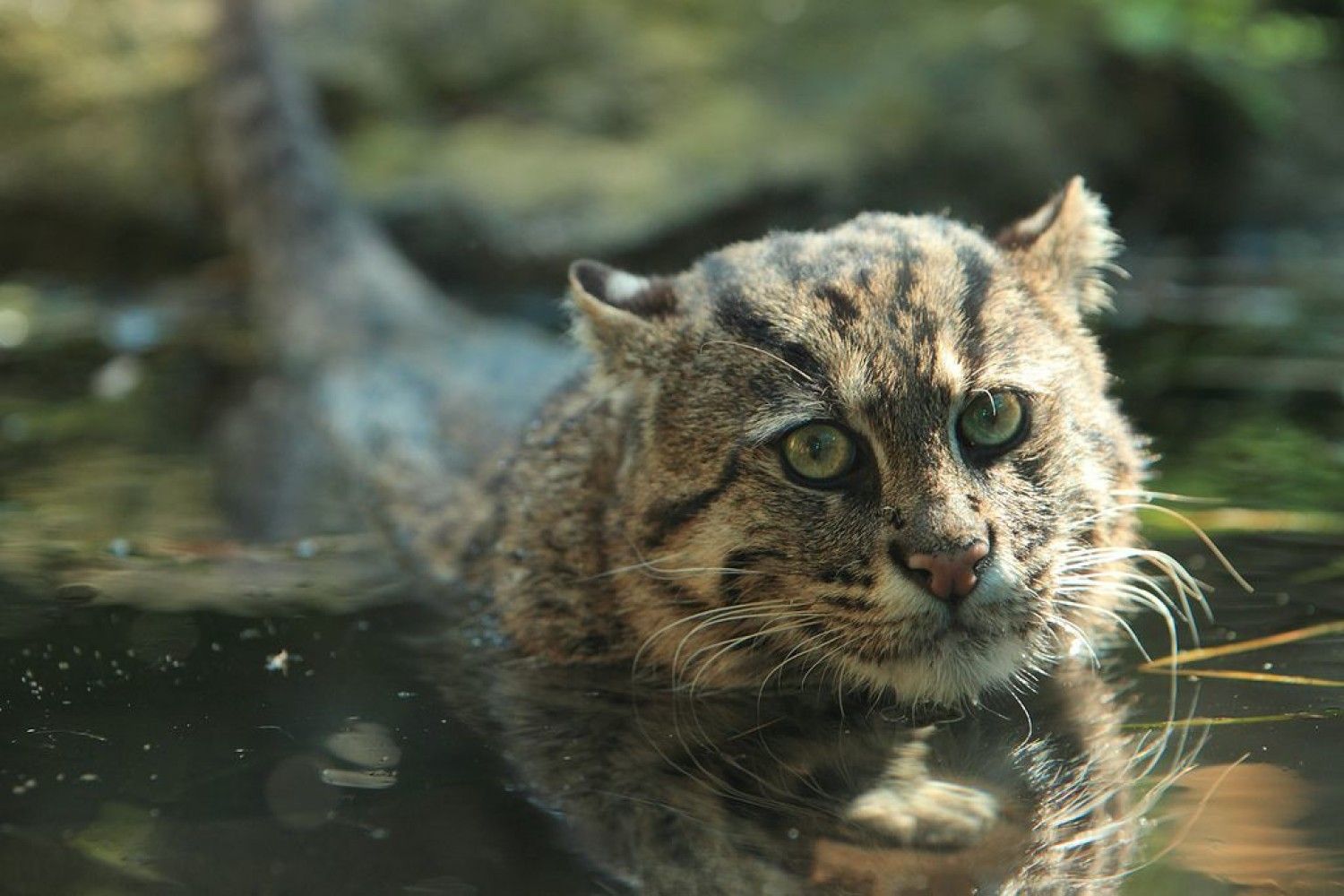 Кот рыболов. Виверровая кошка-рыболов. Виверровый кот. Дикий виверровый кот. Крапчатый кот-рыболов.