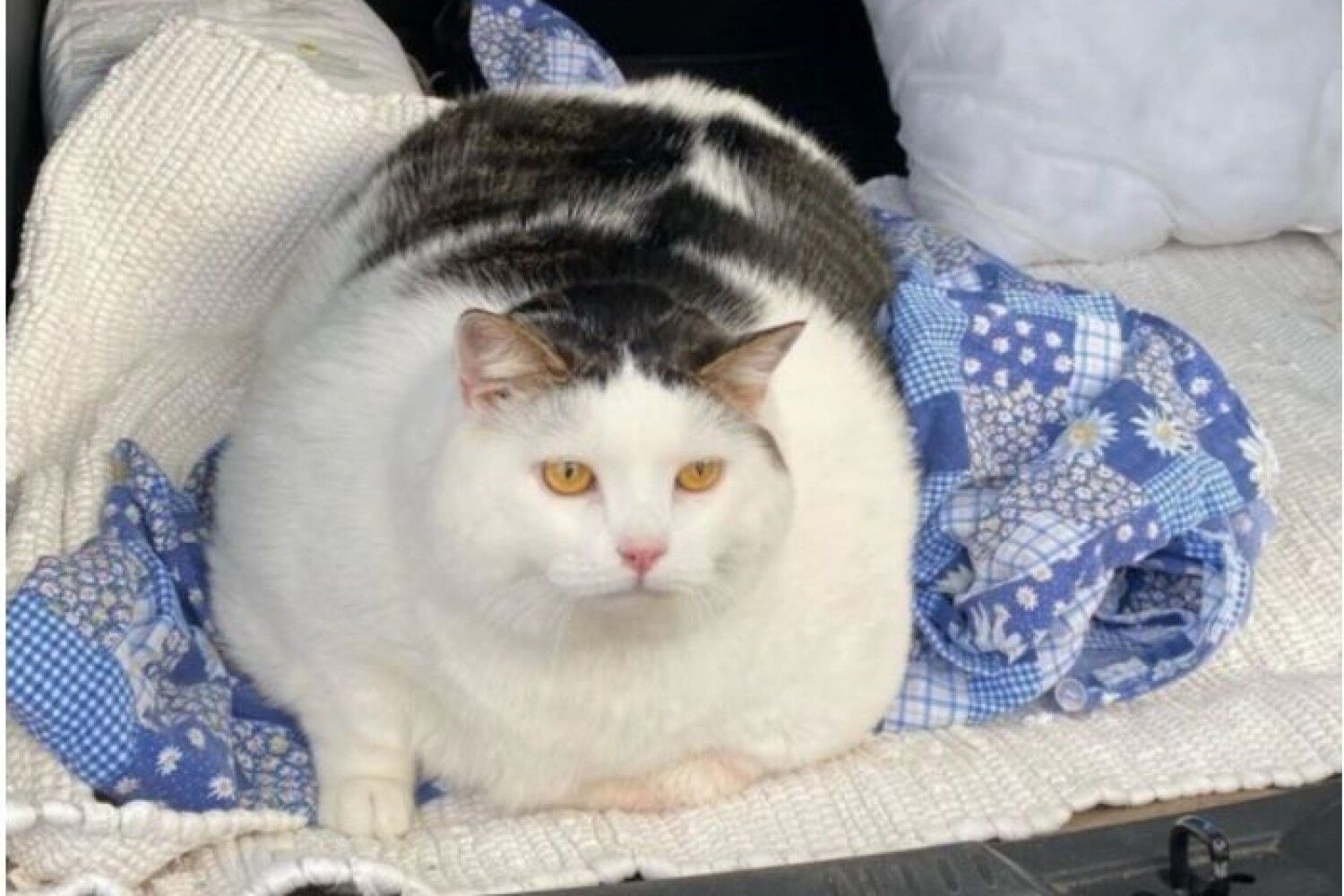 Самые Толстые Коты В Мире
