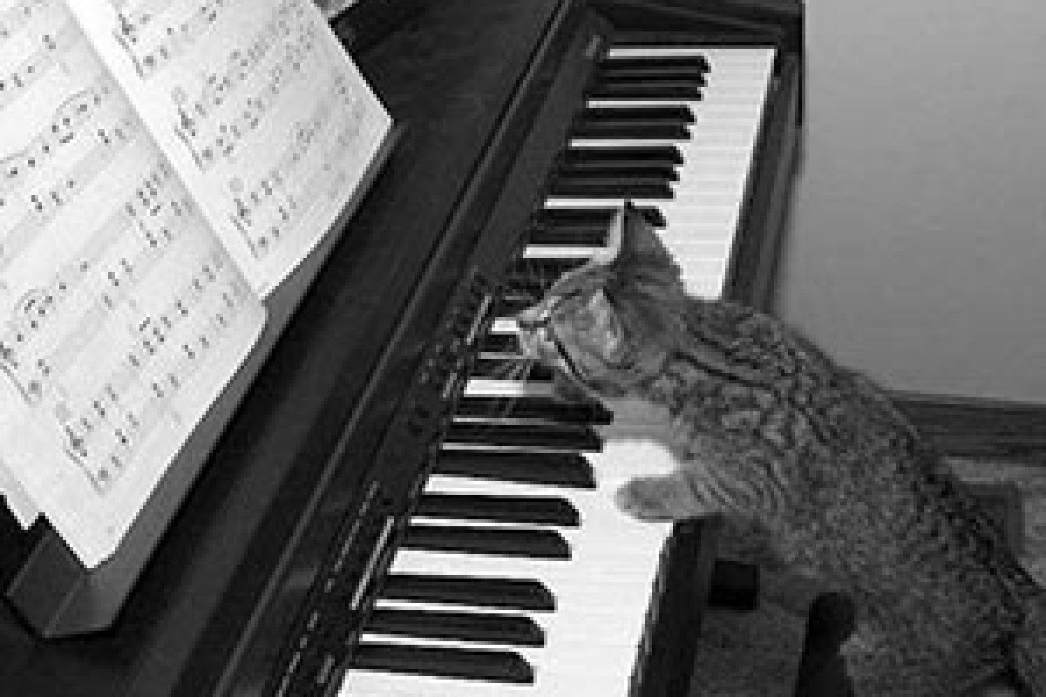 Песня веселая кошка. Кот за роялем. Котик пианист. Кот за пианино. Кошка играет на пианино.