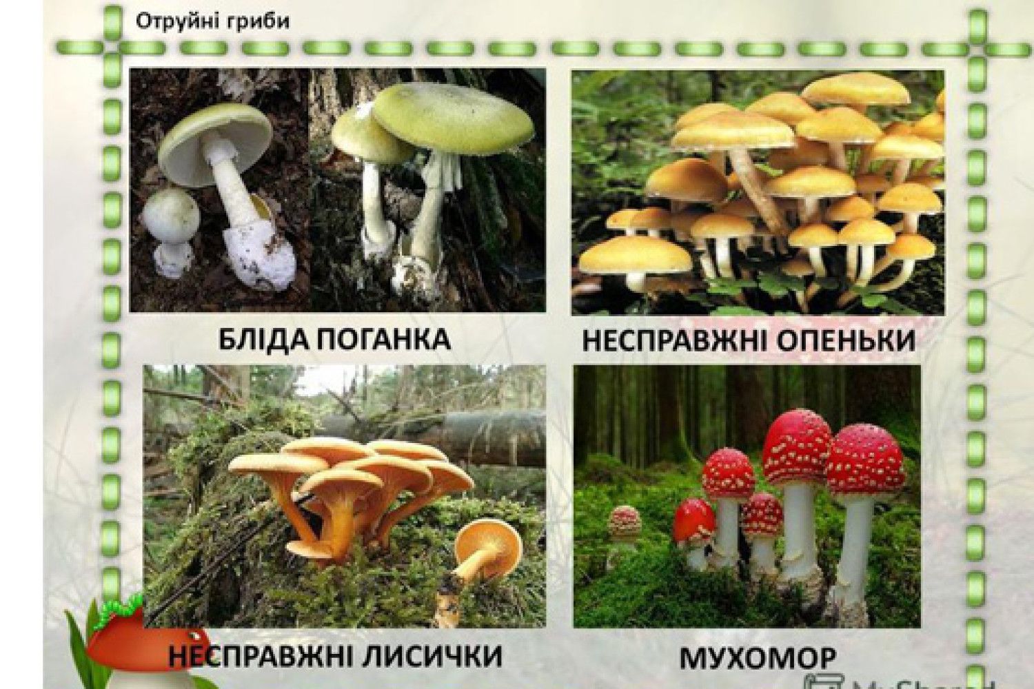 Їстівні та отруйні гриби