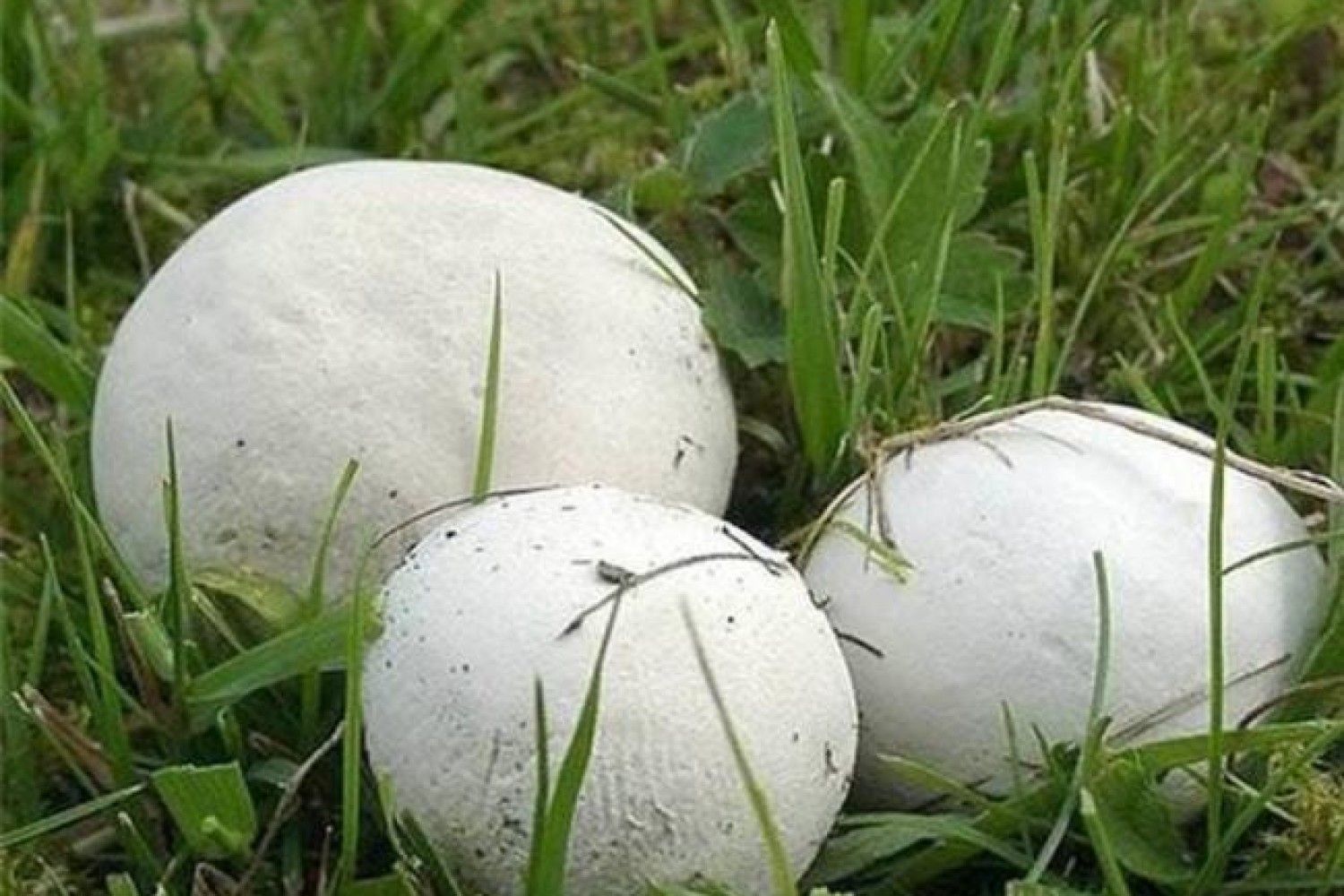 Белые круглые грибы на огороде фото