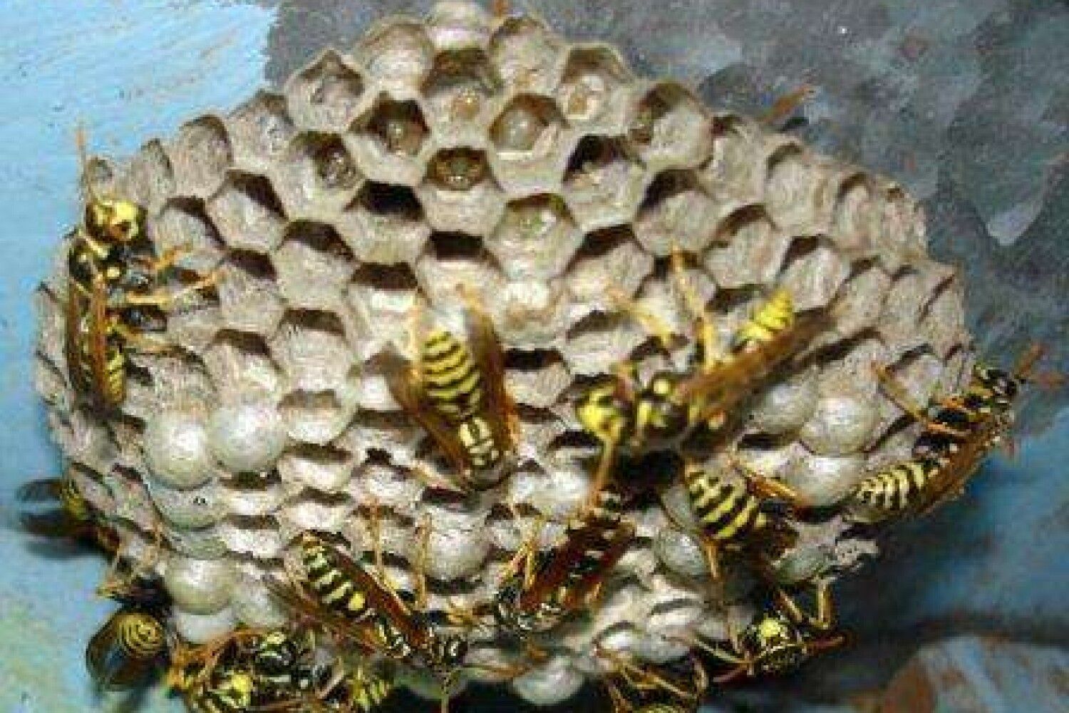 Осиное гнездо и пчелиное гнездо