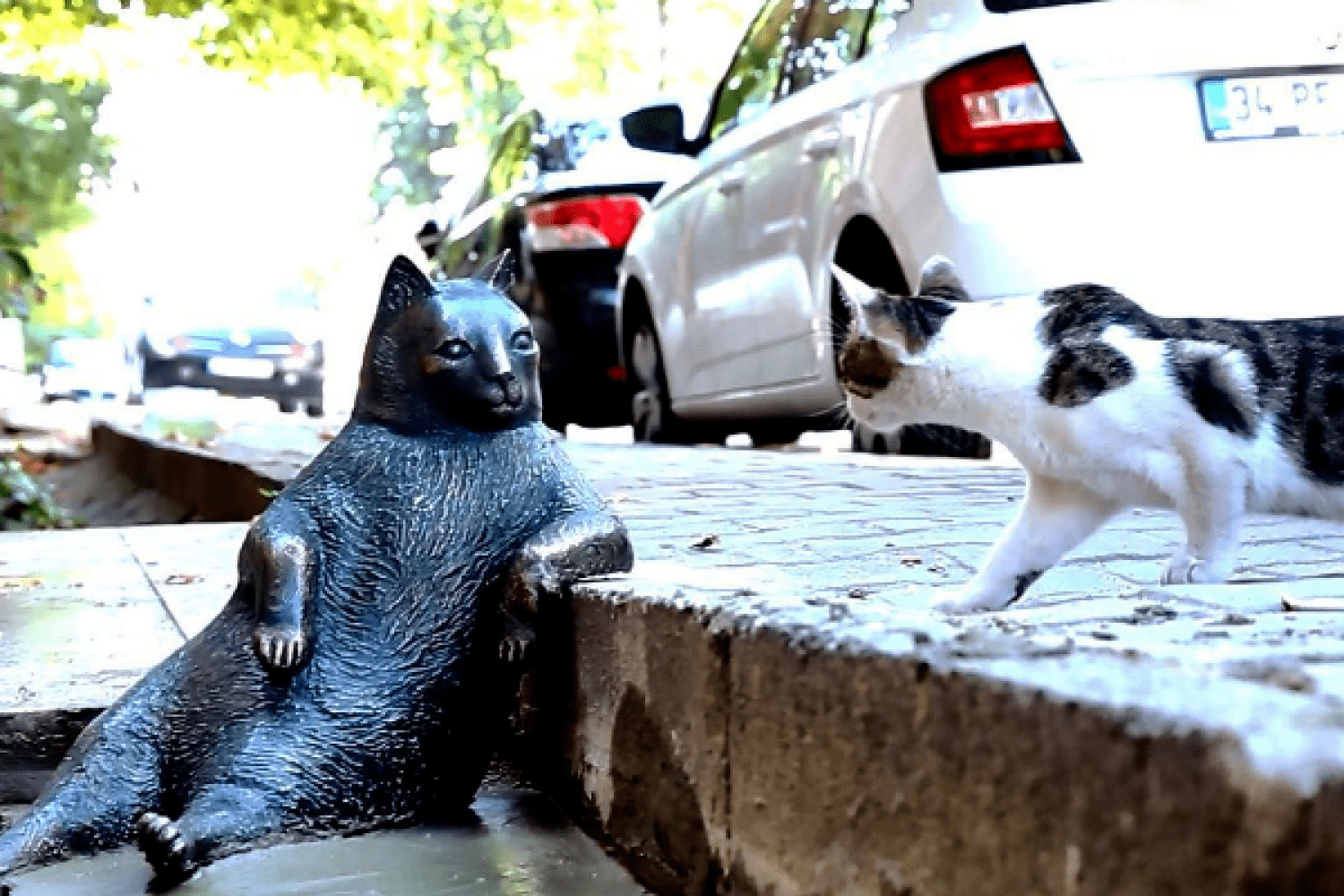 памятник коту в стамбуле