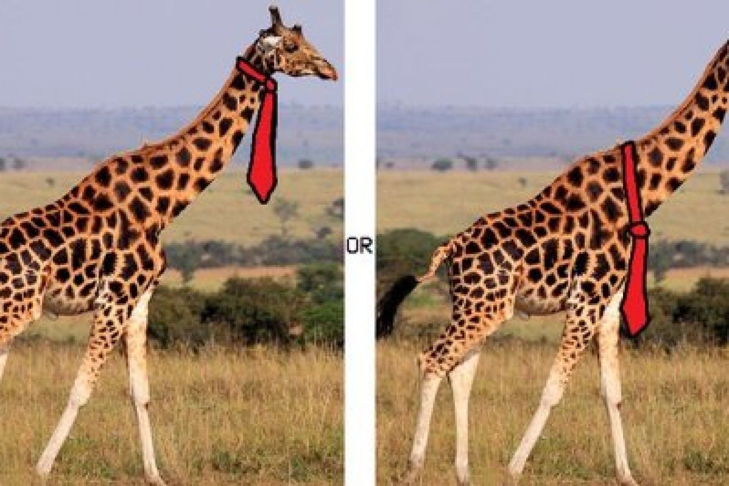 Холка жирафа
