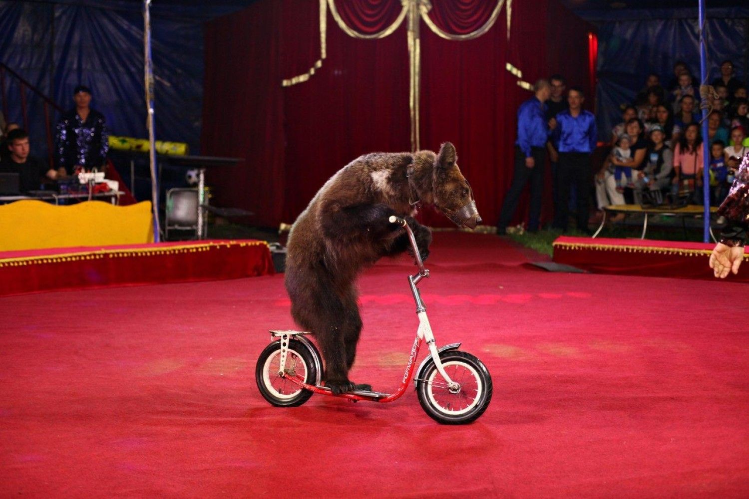 Запрет животных в цирке. В Орле цирк медведь и дрессировщик. Росгосцирк цирки-шапито. В Орле в цирке медведь напал на дрессировщицу. Цирк шапито Арена Макао.
