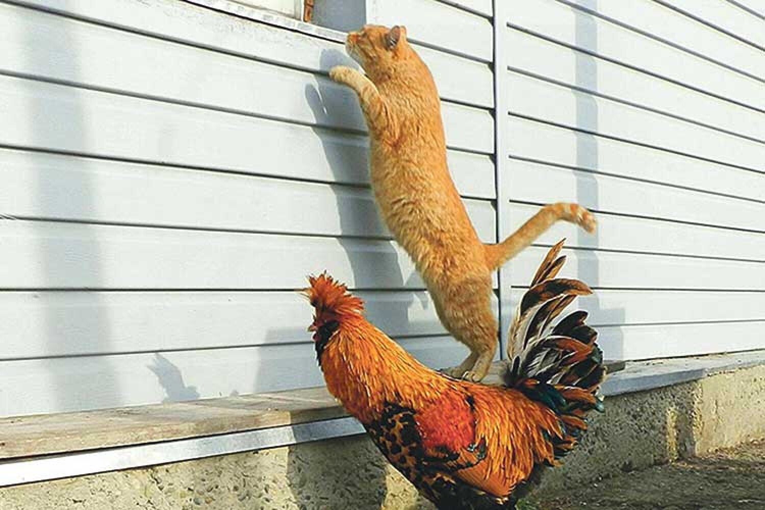 Фото Курицы Смешные
