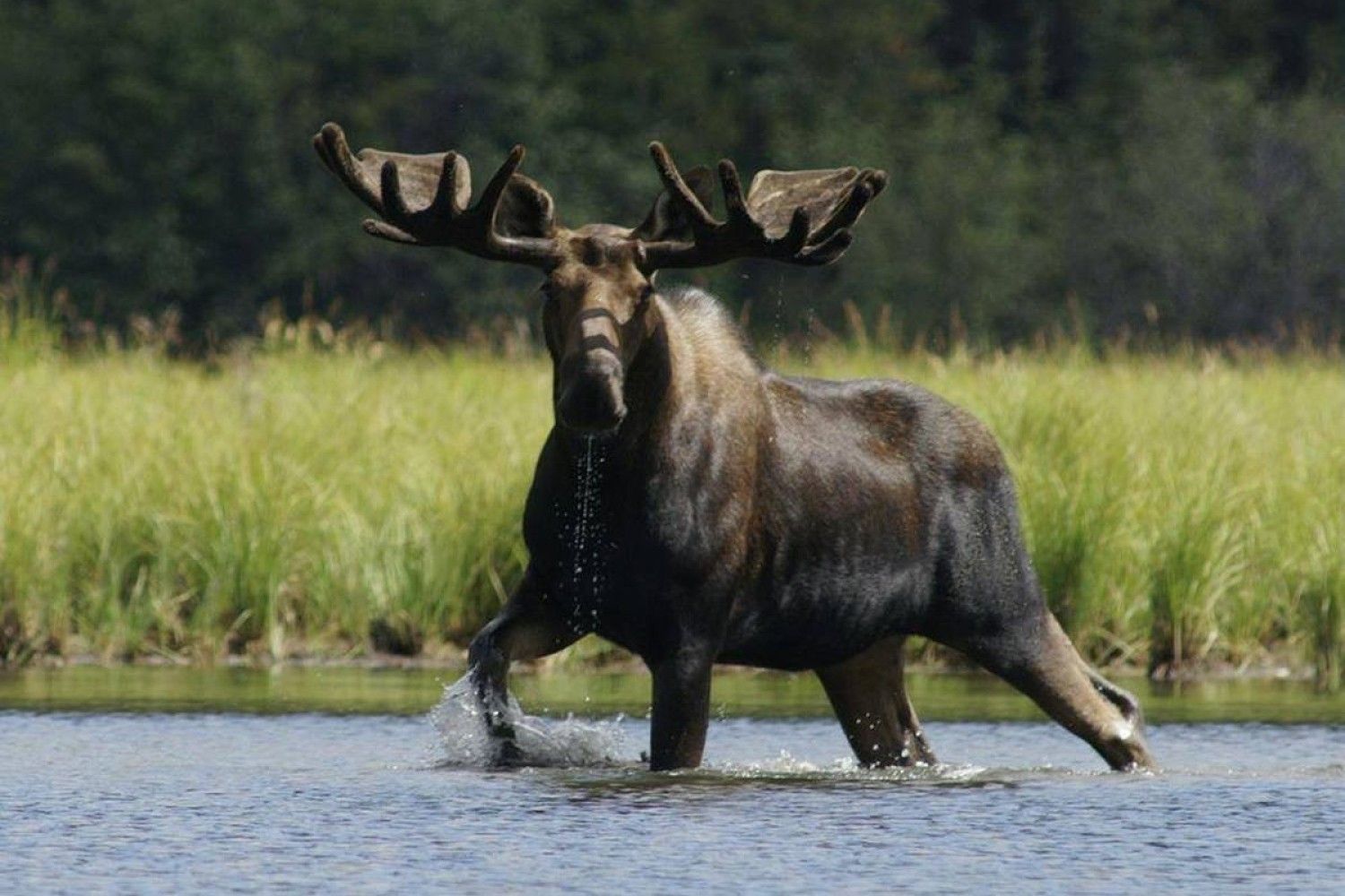 Moose. Аляскинский Лось. Гигантский канадский Лось. Европейский Лось. Европейский Лось alces alces.