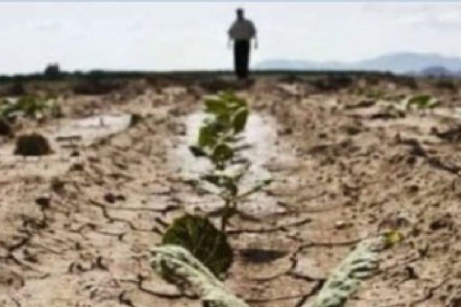 Семья с потеряла по причине засушливого лета. Засуха в Европе. Засуха в Великобритании. Гибель урожая. Всемирный день борьбы с опустыниванием и засухой.