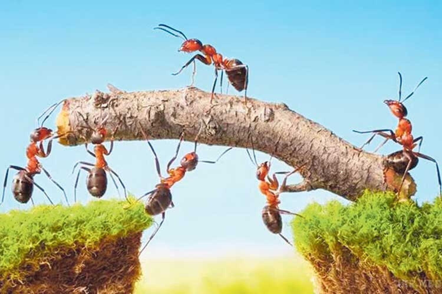 Таємничі віщуни: як мурахи передбачають майбутнє