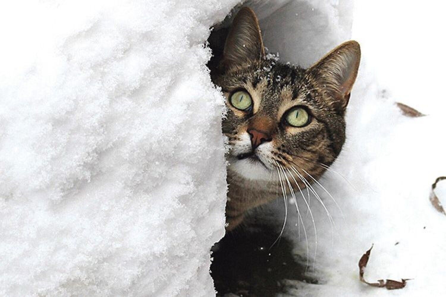 Котики зимой. Аляскинский снежный кот. Зимний кот. Кошка в снегу. Кот в сугробе.