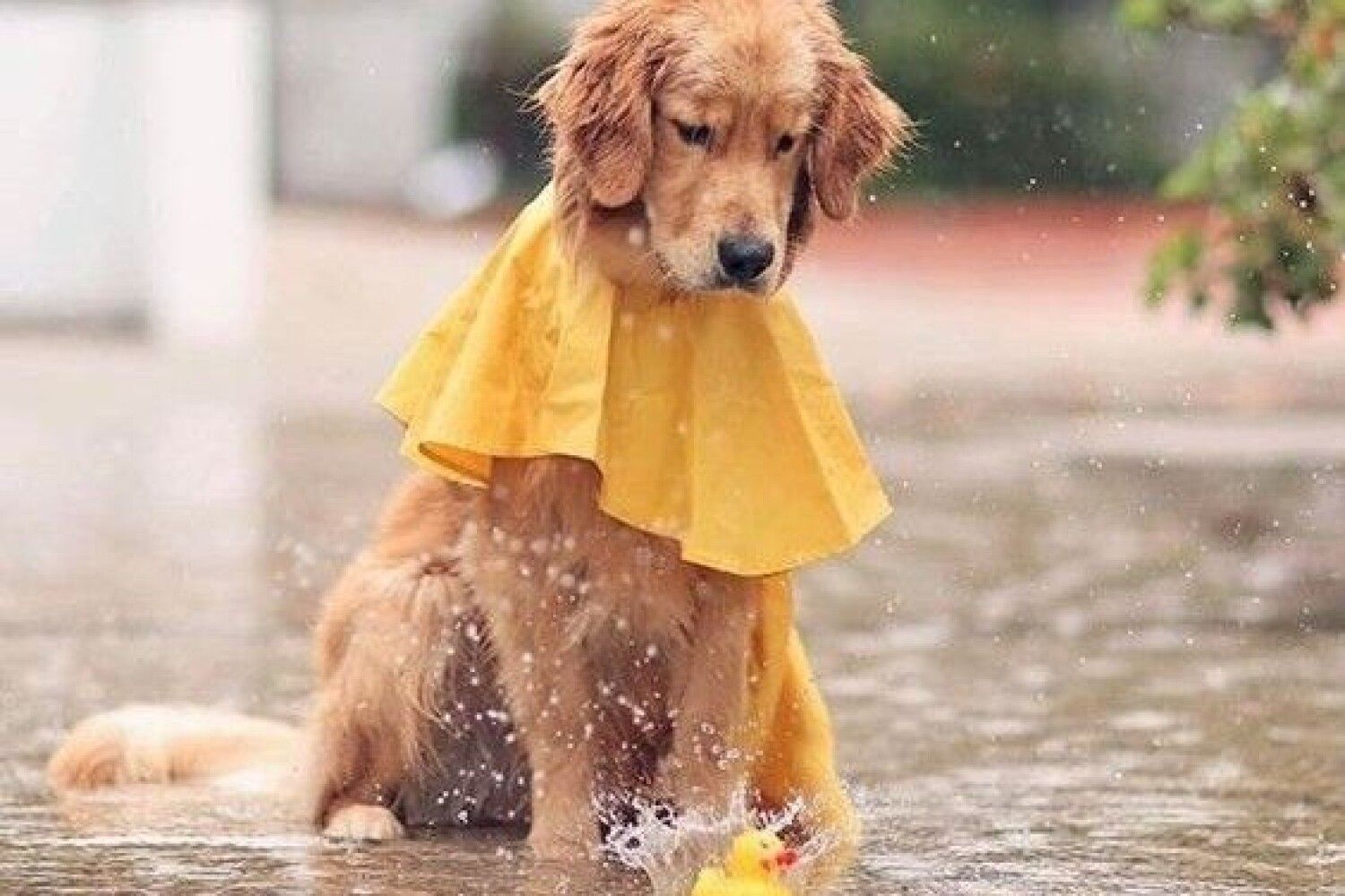 Rain animals. Собака под дождем. Животные под дождем. Щенок под дождем. Собачка в луже.