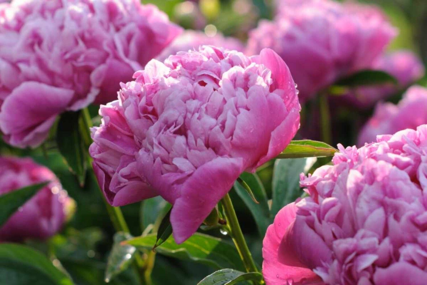 Древовидный пион seidai. Пион бункер хилл. Пион бункер хилл. Пион древовидный красное серебро. Пион древовидный yin hong qiao dui.