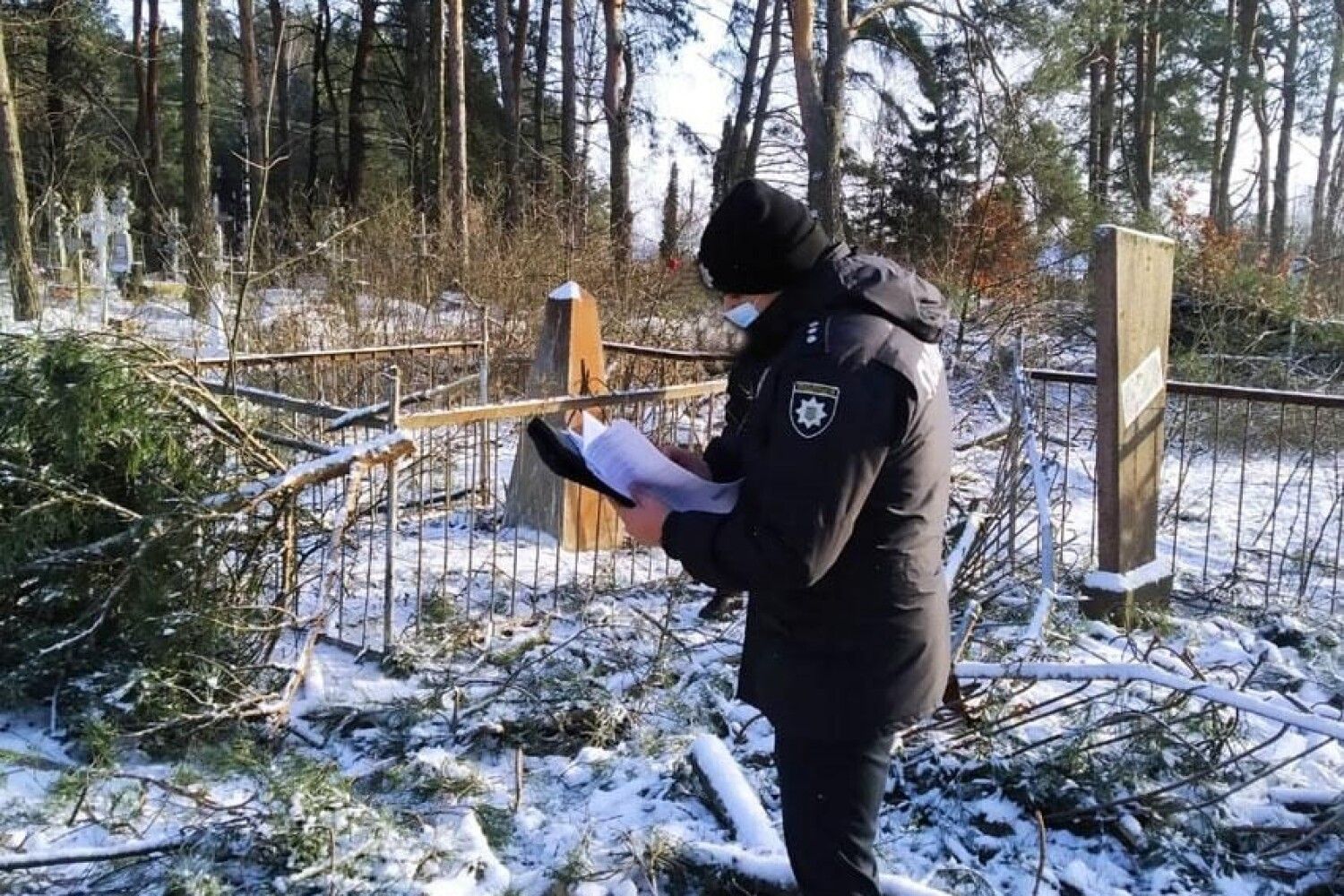 фото деревьев на могилах