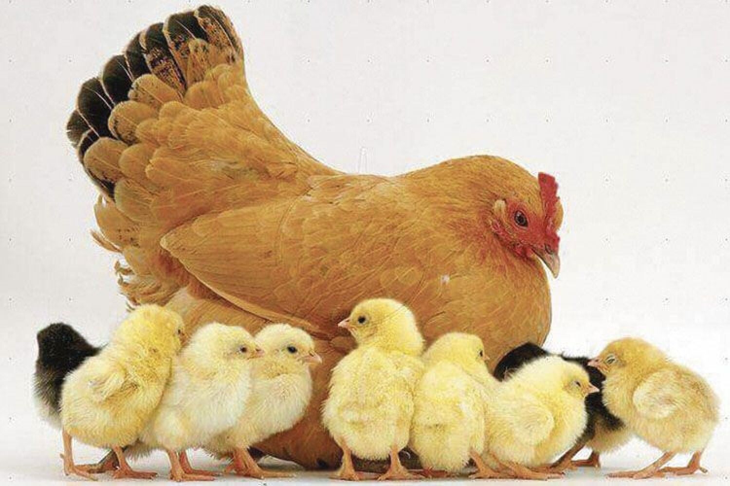 Под крыльями курицы. Курица с цыплятами. Курочка с цыплятами. Домашняя птица. Курица Цыпа.