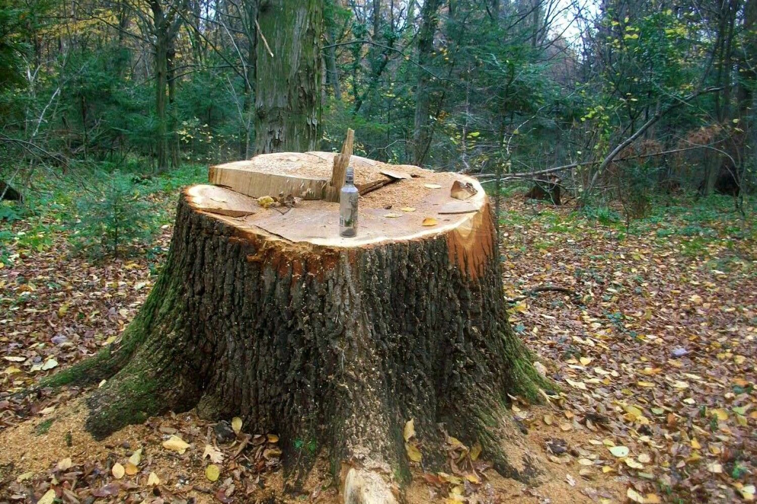 Пенек. Пень в лесу. Подошла к пню. Домик из пня. Подошла к пню.