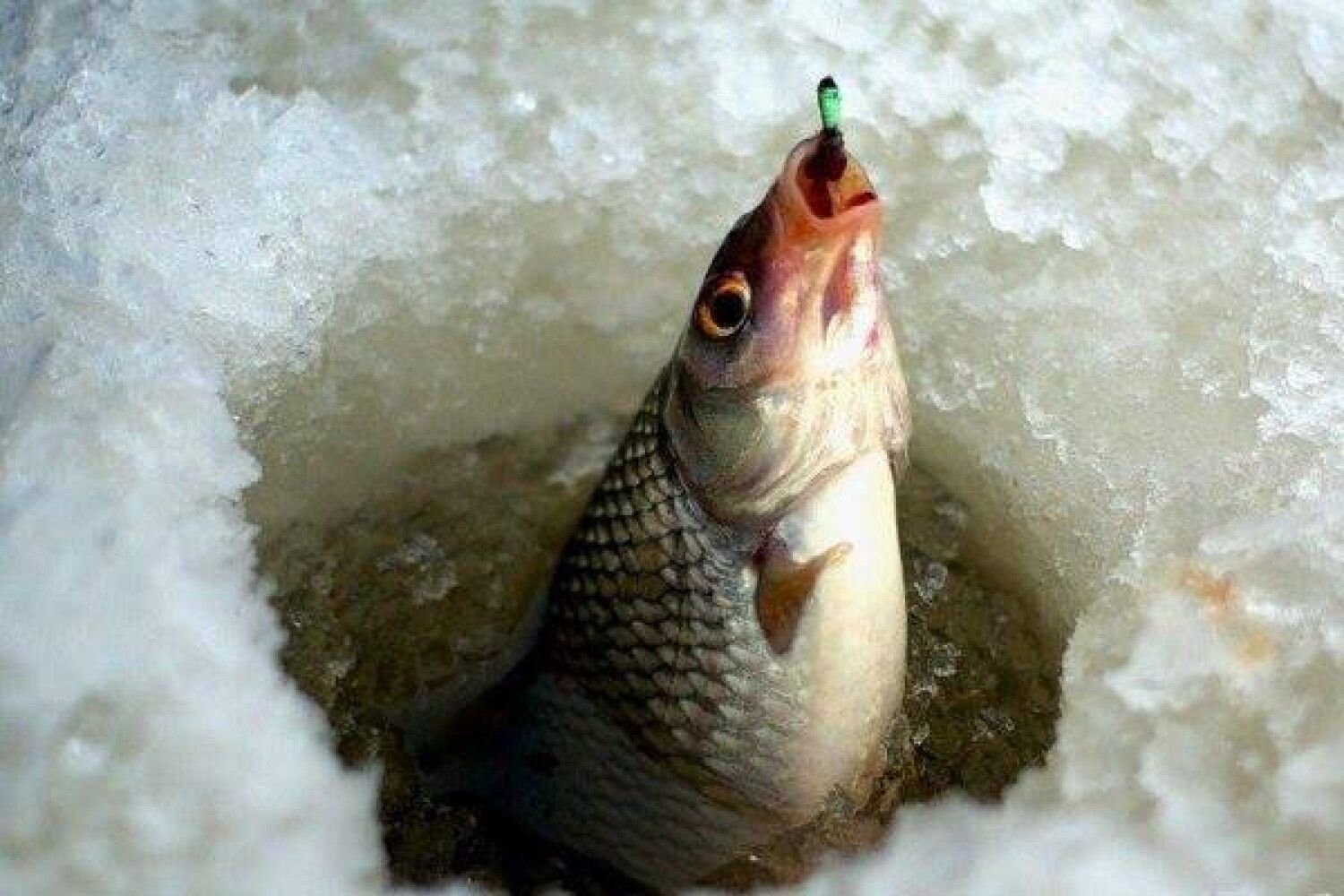 Подледный лов рыбы. Зимняя рыбалка. Ловля рыбы зимой. Плотва зимой. Зимняя рыбалка на плотву.
