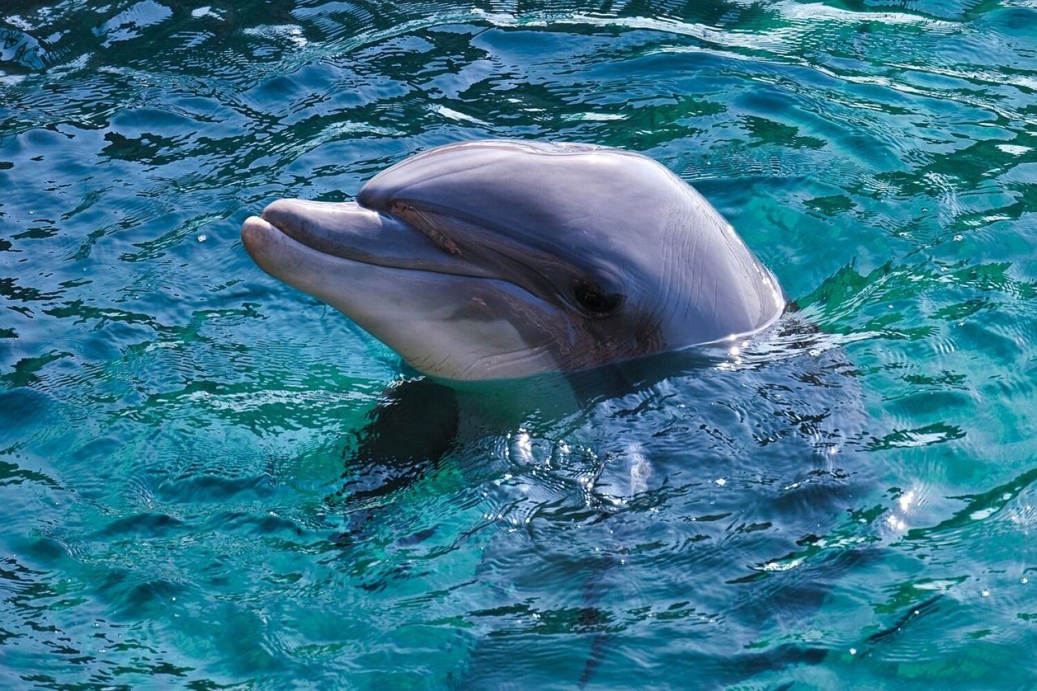 Дельфины с удовольствием разучивают и выполняют разные. Черноморская Афалина. Дельфин Афалина Черноморская. Дельфины афалины черного моря. Крымские дельфины Афалина.