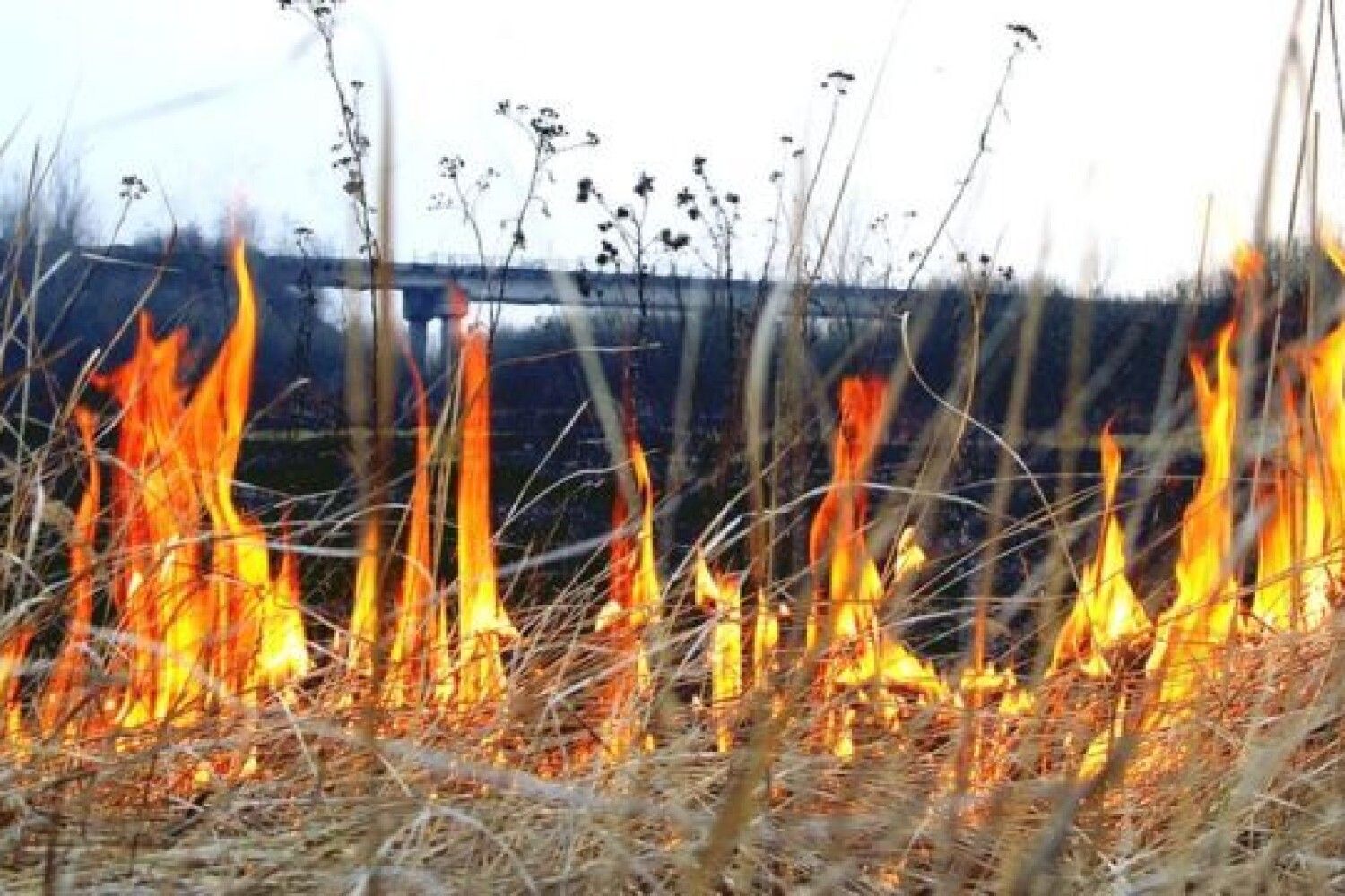 Огонь трава