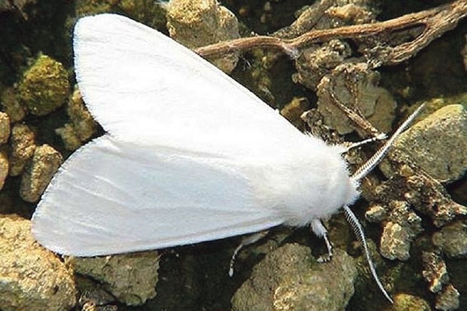 Американская белая бабочка. Hyphantria cunea. Американская белая бабочка карантинный вредитель. Американская белая бабочка ареал. Hyphantria cunea Drury.