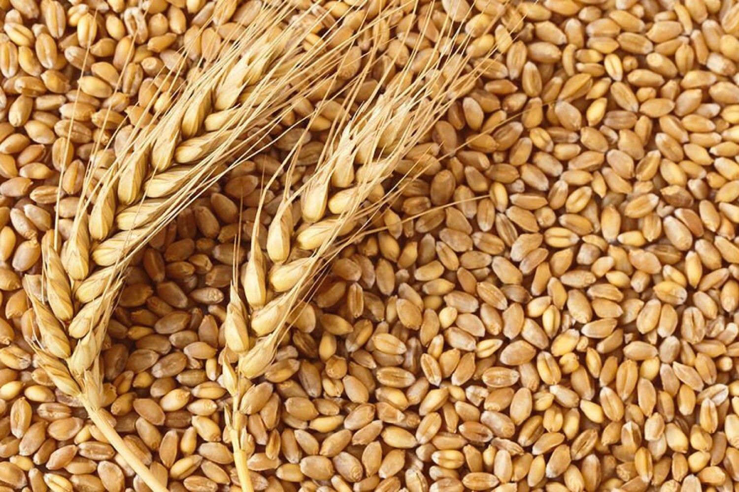 Шарозерная пшеница