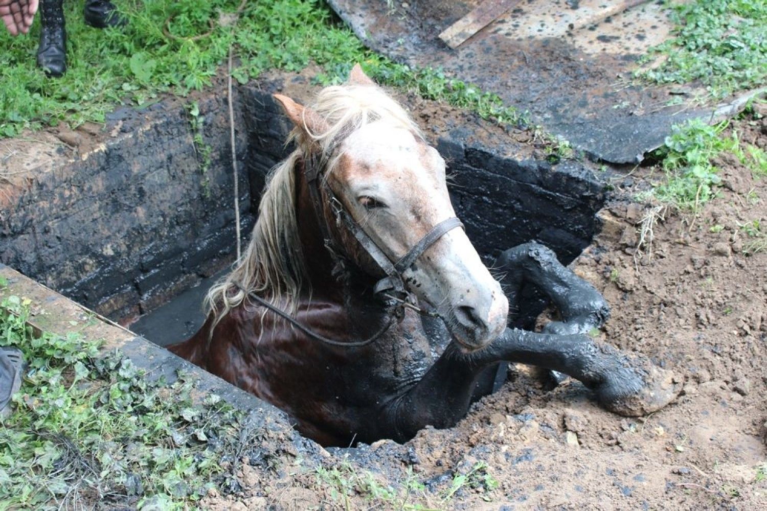 Лошадь провалилась в яму